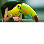 The Toucan Clan