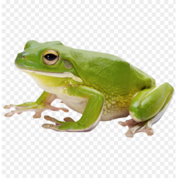 El estanque real de ranas