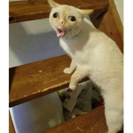 Simba_cat243