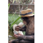 uwugang 2