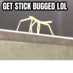 Swag shrimp is epic