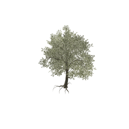 BeechwoodTreeLarge_Var01