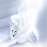angel wolfs studio