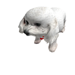 perrito de juli