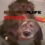 Monkey Life Studio