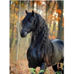 Les ptits chevaux