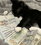 CASH CONTAINER
