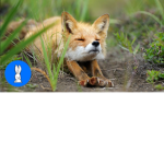 if u like fox join my group