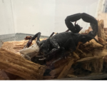The new rules scorpion run a wet from it run run n