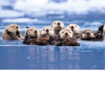 Sea Otter Group