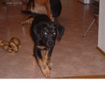 doggy!!! XDDDD