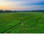 The Ricefields