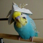 ʙɪʀᴅꜱ Ｋａｓｈ