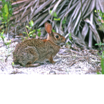 The Bunny Cult!
