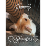 Hammy hamster