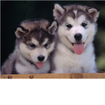 If You Love Dogs