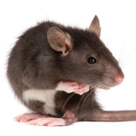 The disease rats
