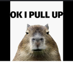 Capybaras are good