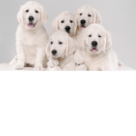 the ANIMALS RULE :)