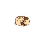 plump pug
