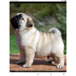 Pug famliy