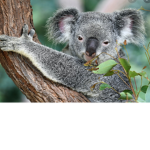 Save koalas group have fun