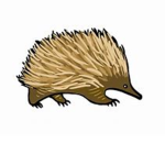 THE ECHIDNAS :)