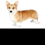 CORGI