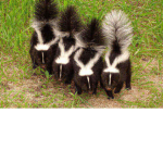 The skunks