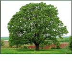 Tribe of the Fallen Oaks