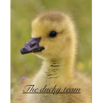 The ducky team