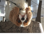 Epic Doggo friend hangout