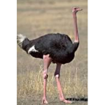Ostrich Fan Group ;3