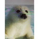 Seal-mazing club