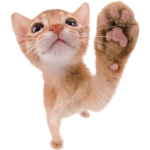 ϲаt