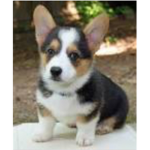corgis for the whole world