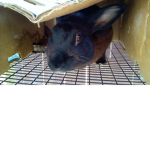 You can only join if you like my bunny