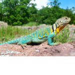 lizard turds