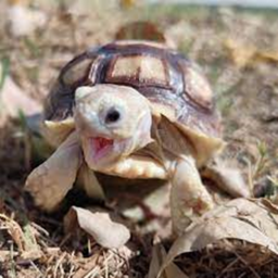 Cute Tortoise Worshiping Land