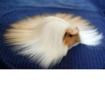 guinea pigs are cute