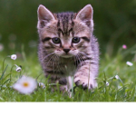 kixrsts kittens