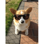 Corgi Cadets