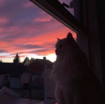 Sunset Borders