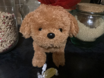 Cheetothepuppy