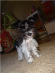 Sugar the Sweet Dog Lovers