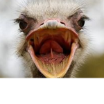 The angry ostrich