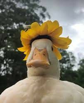 Not Duck Clan