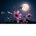 COMPAURAS
