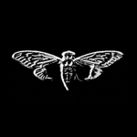 Roblox-Cicada