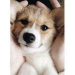 #Corgi squad <3